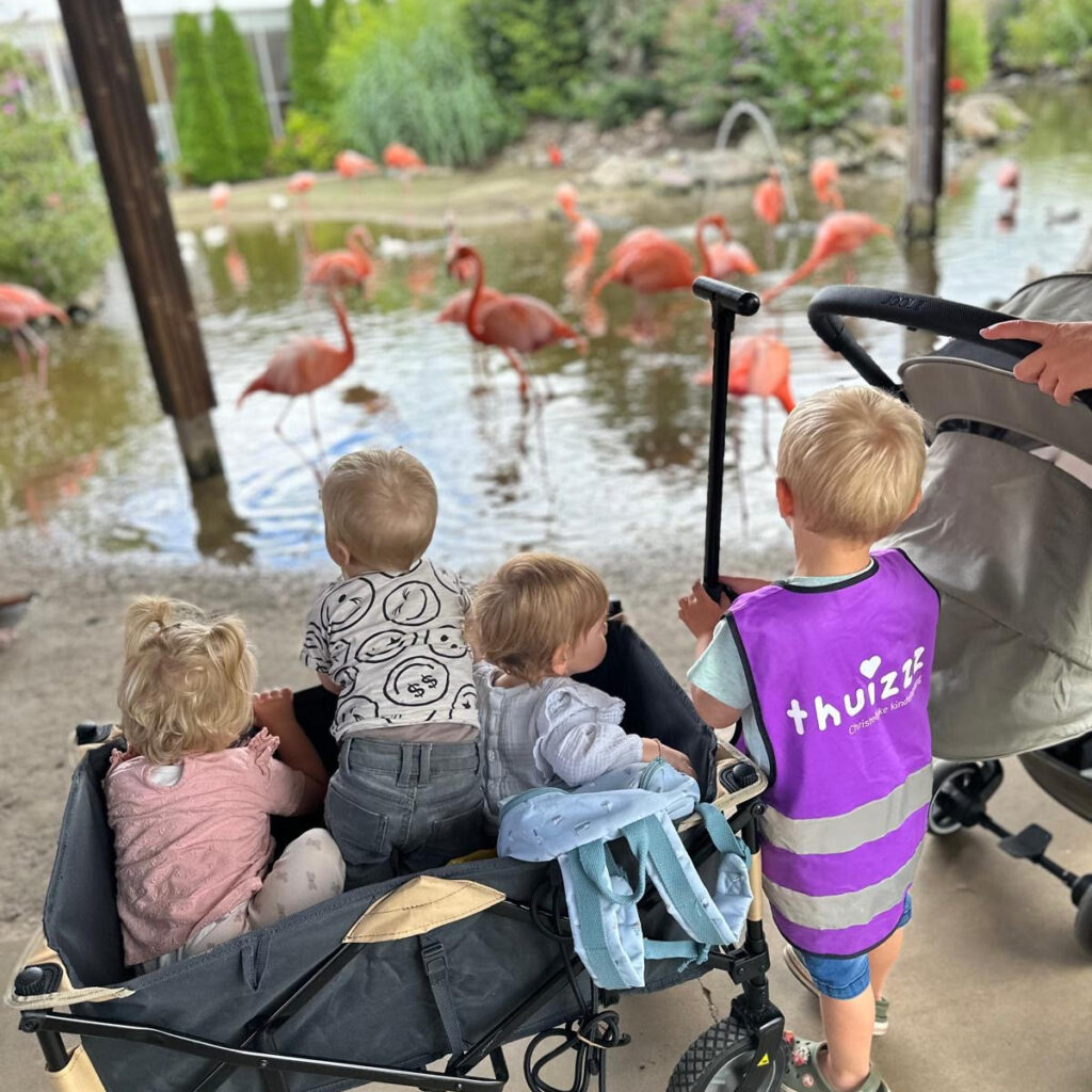 flamingo